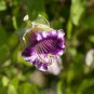 Cup And Saucer Vine Purple 16 PCS Seeds