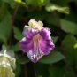 Cup And Saucer Vine Purple 16 PCS Seeds