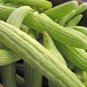 Cucumber Armenia Vegetable 50 PCS Seeds