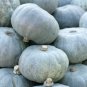 Crown Squash 10 PCS Seeds