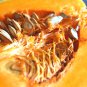 Crown Squash 10 PCS Seeds