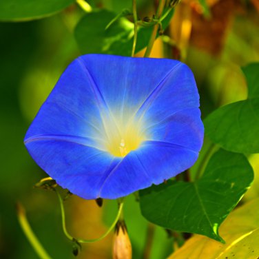 Dark Blue Japanese Morning Glory 50 PCS Seeds