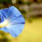 Dark Blue Japanese Morning Glory 50 PCS Seeds