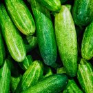 Cucumber Mixed Mini Small Medium Large Vegetable 20 PCS Seeds Cucumber Mixed Mini Small Medium Large Vegetable 20 PCS Seeds