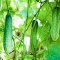 Cucumber Mixed Mini Small Medium Large Vegetable 20 PCS Seeds