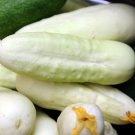 Cucumber Long White Wonder 10 PCS Seeds