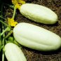 Cucumber Long White Wonder 10 PCS Seeds