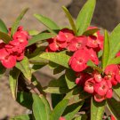Crown of Thorn Flower 20 PCS Seeds