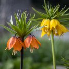 Crown Imperial Bonsai Wang Fritillaria Bonsai 30 PCS Seeds