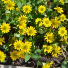 Creeping Zinnias Sanvitalia Flower 30 PCS Seeds Creeping Zinnias Sanvitalia Flower 30 PCS Seeds