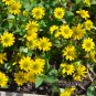 Creeping Zinnias Sanvitalia Flower 30 PCS Seeds
