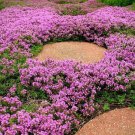 Creeping Thyme Rock CRESS Plant Mixed Pink and White Colors 200 PCS Seeds Creeping Thyme Rock CRESS Plant Mixed Pink and White Colors 200 PCS Seeds