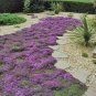 Creeping Thyme Rock CRESS Plant Mixed Pink and White Colors 200 PCS Seeds