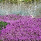 Creeping Thyme Rock CRESS 200 PCS Seeds