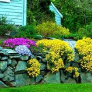Creeping Thyme Yellow Rock Cress Perennial Ground cover flower 100 PCS Seeds Creeping Thyme Yellow Rock Cress Perennial Ground cover flower 100 PCS Seeds