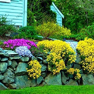 Creeping Thyme Yellow Rock Cress Perennial Ground cover flower 100 PCS Seeds