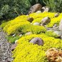 Creeping Thyme Yellow Rock Cress Perennial Ground cover flower 100 PCS Seeds