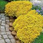 Creeping Thyme Yellow Rock Cress Perennial Ground cover flower 100 PCS Seeds
