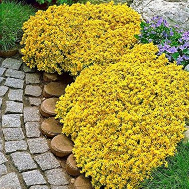 Creeping Thyme Rock CRESS Plants 200 PCS Seeds