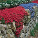 Creeping Thyme Rock CRESS 500 PCS Seeds