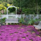 Creeping Thyme Rock CRESS 100 PCS Seeds Creeping Thyme Rock CRESS 100 PCS Seeds