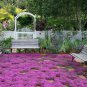 Creeping Thyme Rock CRESS 100 PCS Seeds