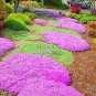 Creeping Thyme Rock CRESS 100 PCS Seeds