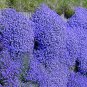 Creeping Thyme or Multi-color ROCK CRESS 100 PCS Seeds