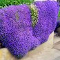 Creeping Thyme or Multi-color ROCK CRESS 100 PCS Seeds