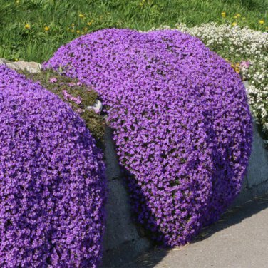 Creeping Thyme Or Blue ROCK CRESS 100 PCS Seeds