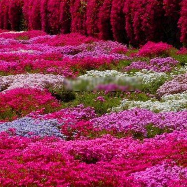 Creeping Thyme Rock Cress Perennial Ground Cover Flower Pink Red 100 PCS Seeds