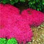 Creeping Thyme Rock Cress Perennial Ground Cover Flower Pink Red 100 PCS Seeds