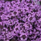 Creeping Thyme Bonsai Purple Flowers 100 PCS Seeds