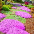 Creeping Thyme Bonsai or Multi-Color Rock CRESS Plant 100 PCS Seeds Creeping Thyme Bonsai or Multi-Color Rock CRESS Plant 100 PCS Seeds