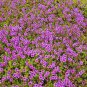 Creeping Thyme Bonsai or Blue Rock CRESS Garden 500 PCS Seeds