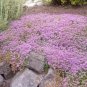 Creeping Thyme Bonsai or Blue Rock CRESS Garden 500 PCS Seeds