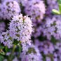 Creeping Thyme 100 PCS Seeds