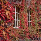 Creepers Green Boston Ivy Bonsai Green Leaf Flowers Plant 200 PCS Seeds