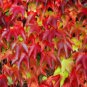 Creepers Green Boston Ivy Bonsai Green Leaf Flowers Plant 200 PCS Seeds