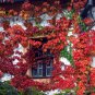 Creepers Green Boston Ivy Bonsai Green Leaf Flowers Plant 200 PCS Seeds