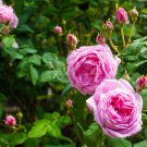 Creepers Flowers Rosa,Polyantha Rose Chinese Flower 100 PCS Seeds Creepers Flowers Rosa,Polyantha Rose Chinese Flower 100 PCS Seeds