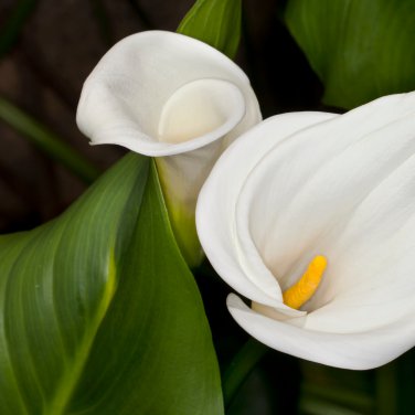 Cream White Calla Lily (Zantedeschia aethiopica) 50 PCS Seeds