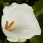 Cream White Calla Lily (Zantedeschia aethiopica) 50 PCS Seeds