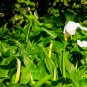 Cream White Calla Lily (Zantedeschia aethiopica) 50 PCS Seeds
