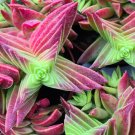 Crassula Capitella Thyrsiflora Red Pagoda Succulent Cactus Bonsai 10 PCS Seeds