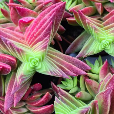 Crassula Capitella Thyrsiflora Red Pagoda Succulent Cactus Bonsai 10 PCS Seeds