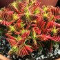 Crassula Capitella Thyrsiflora Red Pagoda Succulent Cactus Bonsai 10 PCS Seeds