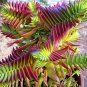 Crassula Capitella Thyrsiflora Red Pagoda Succulent Cactus Bonsai 10 PCS Seeds