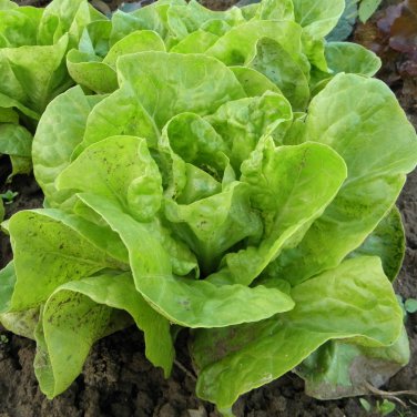 Cream Lettuce Butter Head Little Gem Organic Natural Vegetable 120 PCS Seeds