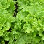 Cream Lettuce Butter Head Little Gem Organic Natural Vegetable 120 PCS Seeds